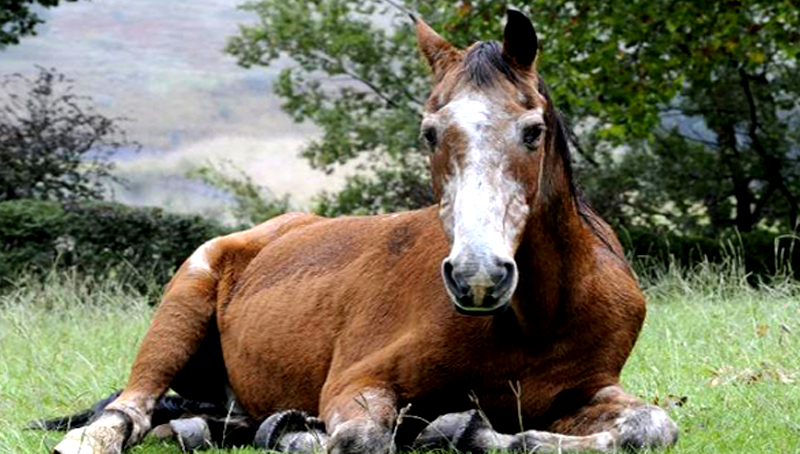 Manejo del caballo senior.